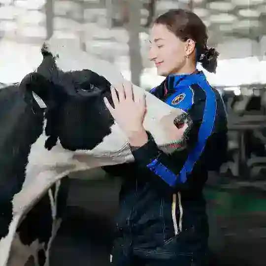Увлекательные коровы 🐄