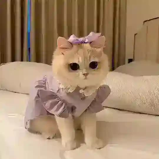 مخطوطاتي•••