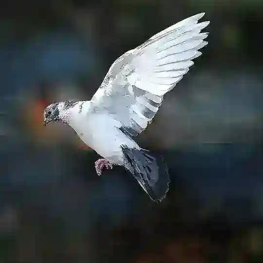飞鸽｜飞哥