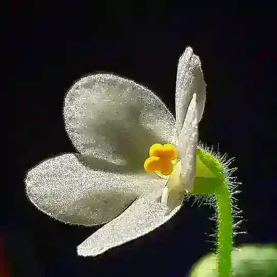 Марусины фиалки 🍀