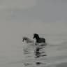 نـيـسـان