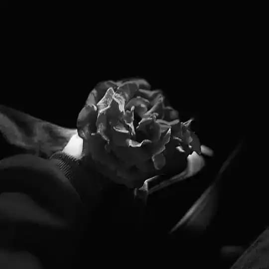 Flora🥀
