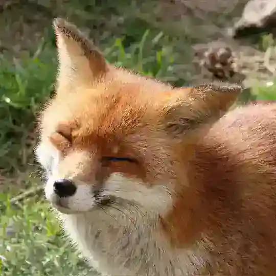 Лисач🦊🌴