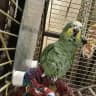 СВОБОДУ ПАПУГАЯМ🦜