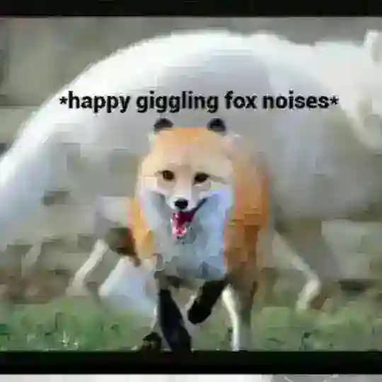 Furry gifs.