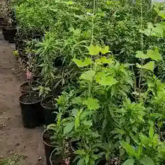 Гагаринский плодопитомник Энгельс