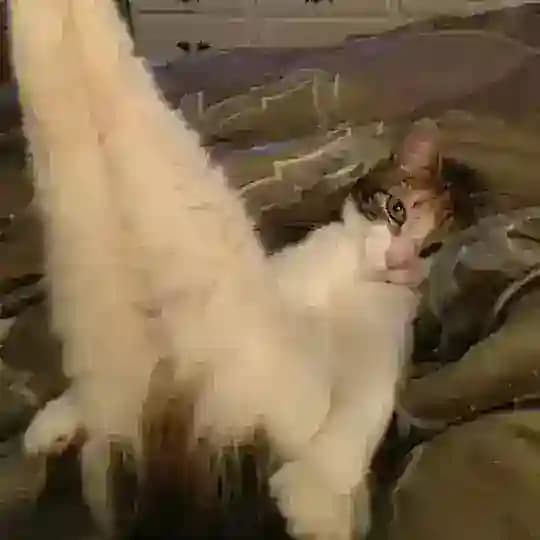 Gatti secsi