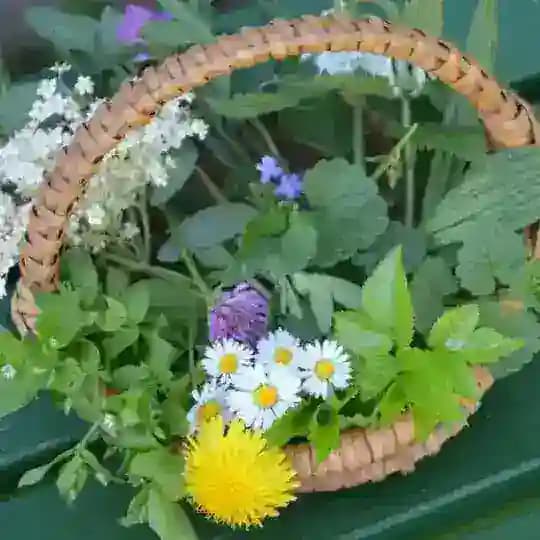 PHYTOTHERAPIE - KRÄUTERWISSEN - NATÜRLICHE ARTGERECHTE MITTEL & WEGE Profile