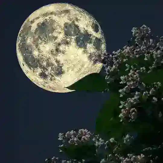 کتاب صوتی قلعه حیوانات Profile