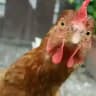 Ghana Funny Videos 😂😂