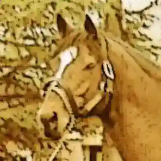 Golden Horse's notebook
