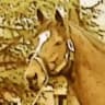 Golden Horse's notebook