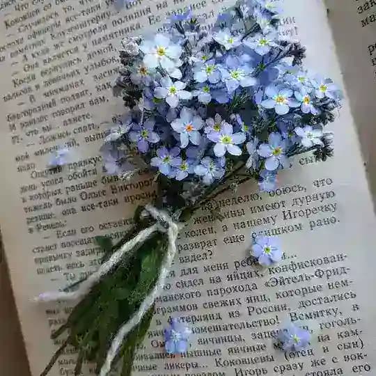 Sunlight🤍 Profile