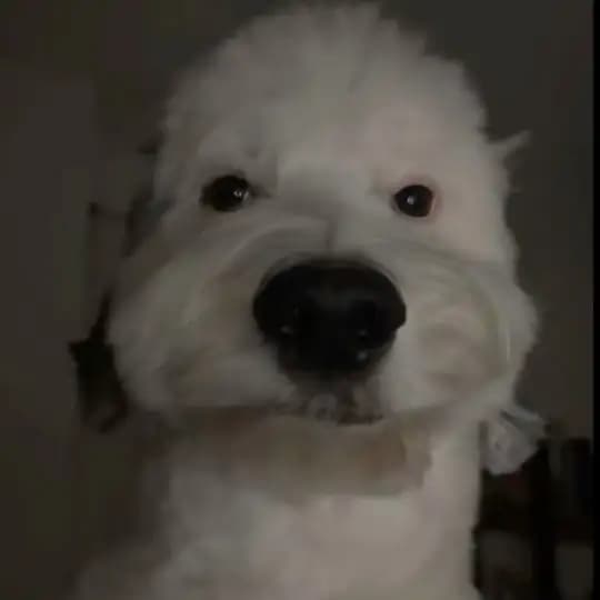 Собака Яйця Клац Клац
