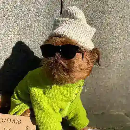 Гриффон в большом городе