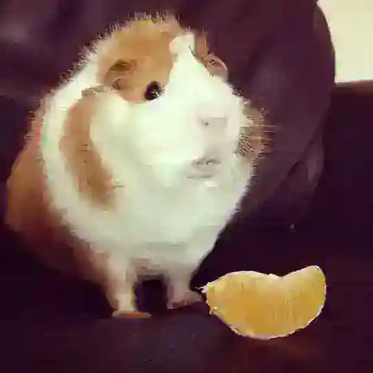 guinea pigs conf