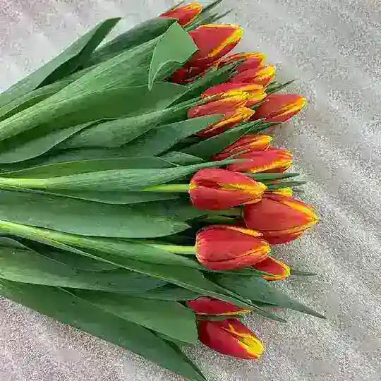 Горзеленхоз. Цветы. Иркутск