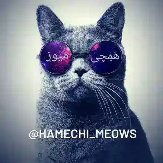 هَمِچی میوز | Hamechi meows