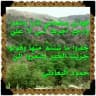 قناة الشاعر حمود بن قائد البعادني