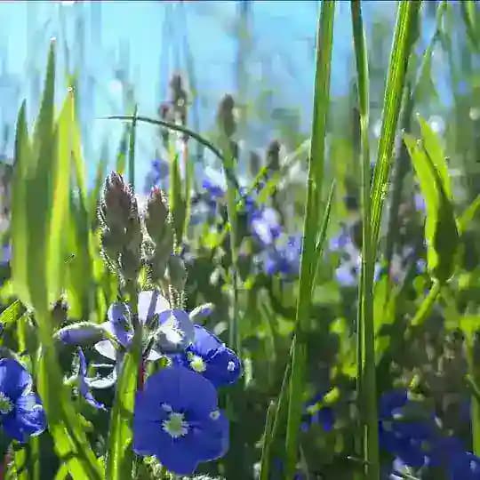 Heilkraft - Energetik der Natur Profile