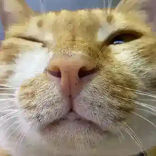 🐱豪記 報價channel🐱