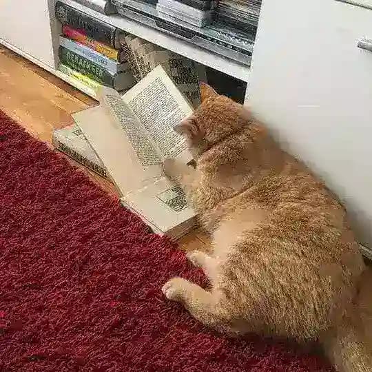 کتابخانه هومر | Homer Books