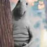 Homunculus loxodontus