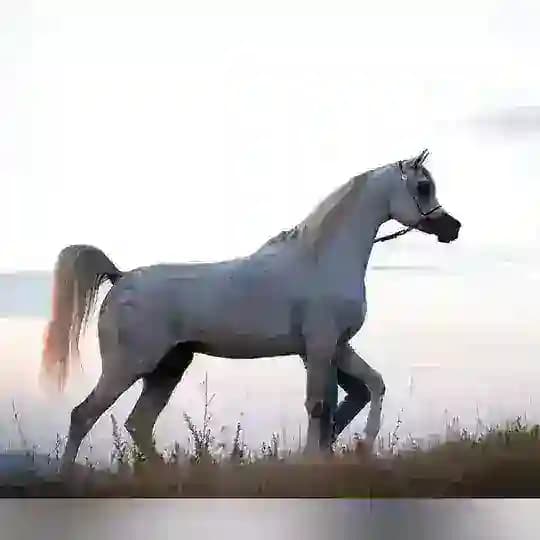 الخيل بعيوني 🕊..🎠 horse arabian