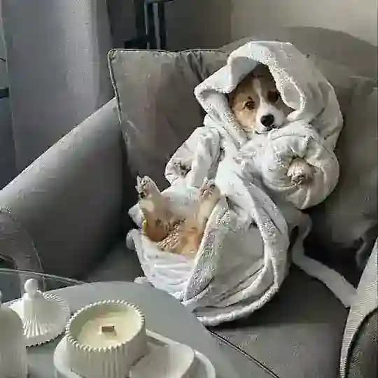 Хвостики