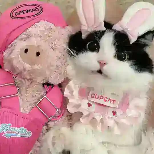 一些奇奇怪怪可愛の貼圖 ♡