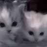 самые красивые