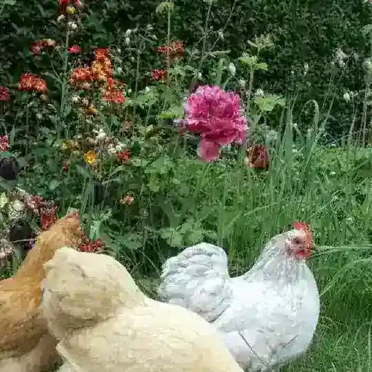клёкот
