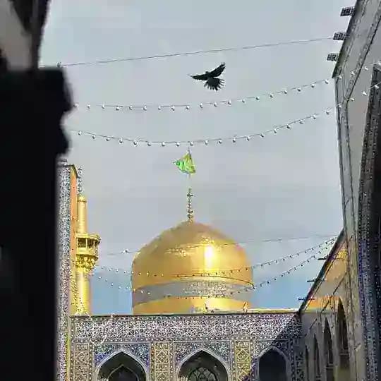 🇵🇸 ImamRezaFR