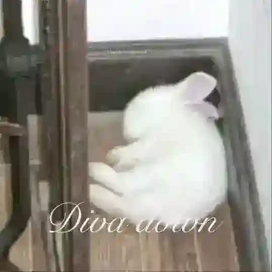 анялэнд