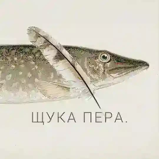 Щука пера