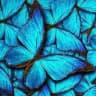 Jardim das Borboletas. 💙🦋