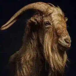 ⚜️TAYSON PRONO⚜️ ™ Profile