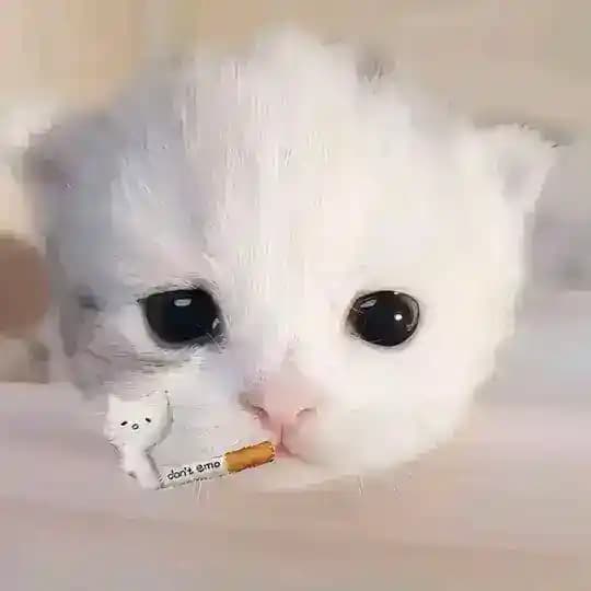 晋江莹莹