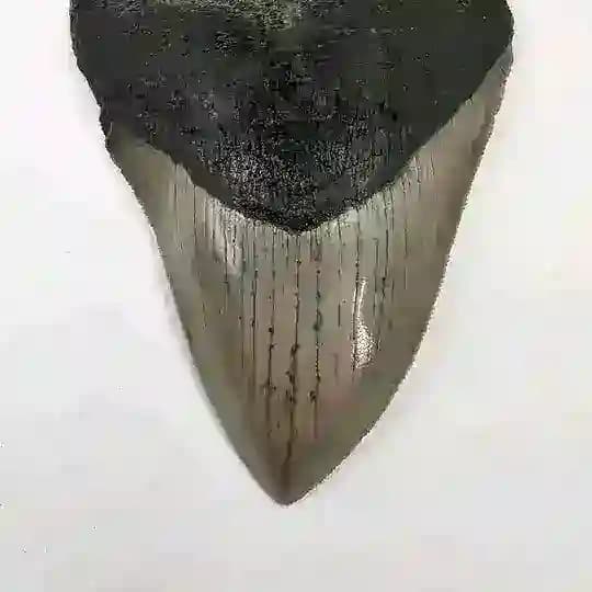 PaleoMir🦖