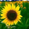 إعلانات وظائف Turki