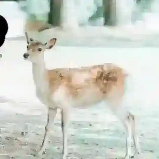 日语学习