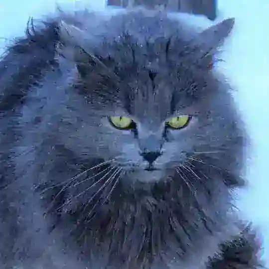 Смешные видео кошки и собаки🐶🐱