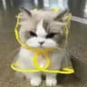 小猫虚拟机