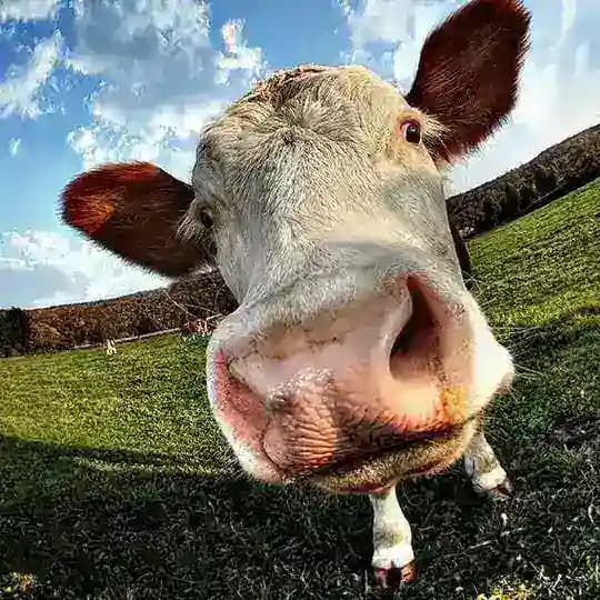 Karl´s Lachkanal Profile