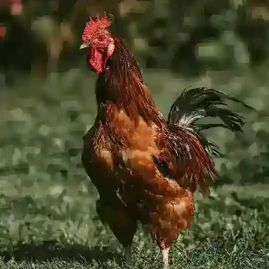 پک کده خروس