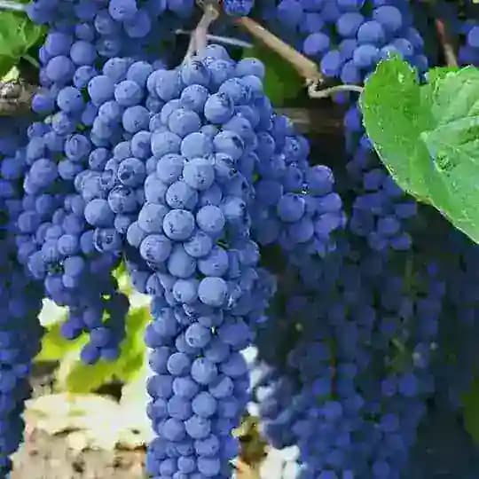 🌿کشاورزی مدرنیزە🎋🌲