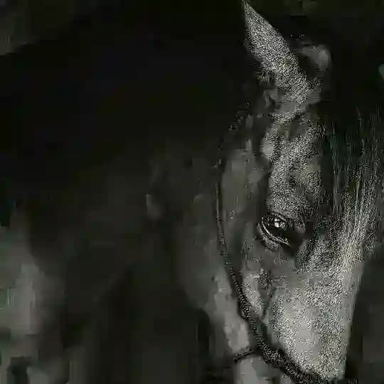 خُطى تَوّاقة ")!ㅤ