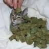 kind cat