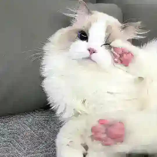小奶猫滴窝～🧸（金楠天街）🎀