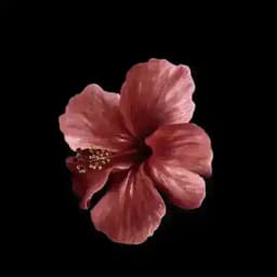 кьютикьют Profile